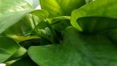 [immense forest light music] scenery of fabulous w