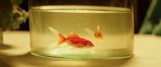 Diamonds_ Euramerican galaxy