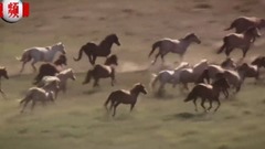 The nature of beautiful Huan of United States annu