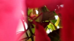 [music of piano of dim light of night] galaxy of m