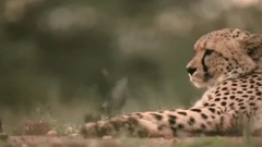 Short of music of Guido Negraszus - Free At Last_