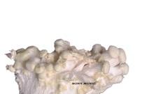 This Life_Vampire Weekend