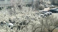 [edition of pure beautiful music] galaxy of fabulo