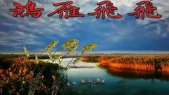 Swan goose flies short of flying _ music