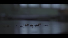 [Galaxy of Korea of _ of だ of good き of MV] Dalc