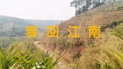 Spring answer short of music of Changjiang Delta _