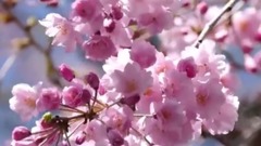 Without _ galaxy lives between plan flower, chines