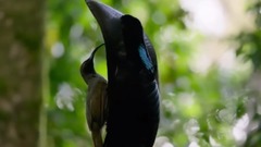 Scenery of _ of silvan lovers' prattle, musical s