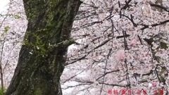 Infrequent Xue Ying spends _ galaxy, euramerican galaxy, scenery, musical short, light music