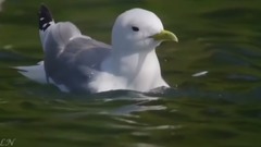 а of н of В е с . . . Ф . т of Л и с - е of и of н of е of ш of У т е - short of Ferenc Liszt_ music