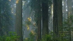 THE SKY FOR EVERYBODY_New