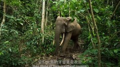 " our heavenly body " Euramerican galaxy of _ of