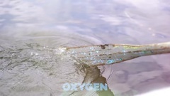 Euramerican galaxy of Kodi I Dashurise_