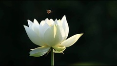 A future life wishs to make short film of music of