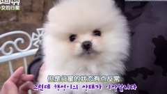 Pet dress has use greatly! The rich beauty that di