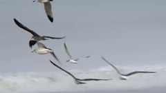 Wind dance person _Secret Garden, scenery, musical short, light music, happy use a town