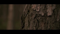 Dark_ Euramerican galaxy