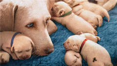 The film " small Q " " angel arrives " calm ar