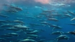 " our heavenly body " Euramerican galaxy of _ of