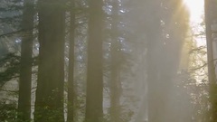 Anointment Of The Priestess_Priestess, musical sho