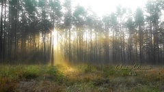 SUNSHINE DREAMER? LONA_ music short, sunshine