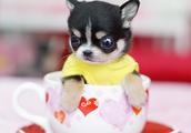 Lovely teacup dog