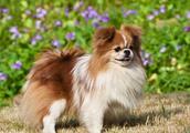 The 6 big drawback of rich beautiful dog, persuade