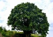 China's costliest 3 ancient tea tree: Circumferen