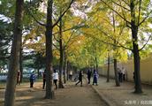 Diaoyutai ginkgo forest seasonable report