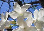 The bride is spent - Madagascar jasmine