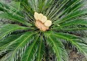 Magical sago cycas stamen of 4 afterbirth embryo a