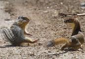 Ferret and squirrel fight, who do you guess to you
