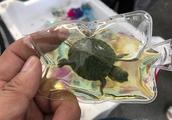 Live fish vivid chelonian makes consummate hang dr