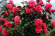 Camellia waters big, begin deciduous leaf, had bee