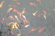 Can bright and beautiful carp breed in aquatic ani