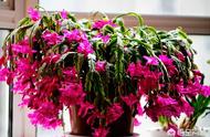 The nutrient land that schlumbergera transplant bu