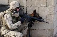 Is the army dog life in army what kind of?