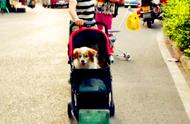 Some people push a dog with pram, how do you look