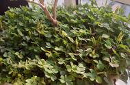 A lot of clover grew in flowerpot, whether to affect beautiful growth?