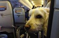 How does dog dog enter plane cabin?