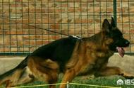 The fighting capacity of German sheperd dog how?