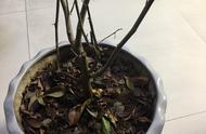 Trigonometry plum began to sprout, how should sequ