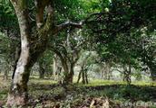 Ren Yi says tea: The wrong method that Pu'er tea