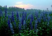 Here is Beijing's greatest lavender beautiful sea