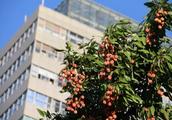 Shenzhen university sends litchi to entire school