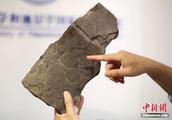 Sino-US scientist discovers fossil of foregone the