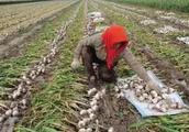 Garlic farming compensate, pig farming compensate,