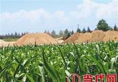 Somebody of Zuo city district digs sand to seek