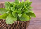 Is field mint long destroyed? Handle so, houseful