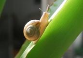 Do snail of calm harm crop easily with one action